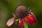 Grassleaf coneflower